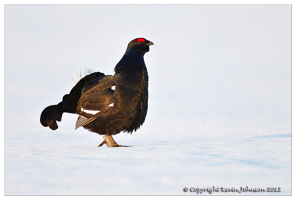 Black Grouse lekking in Finland