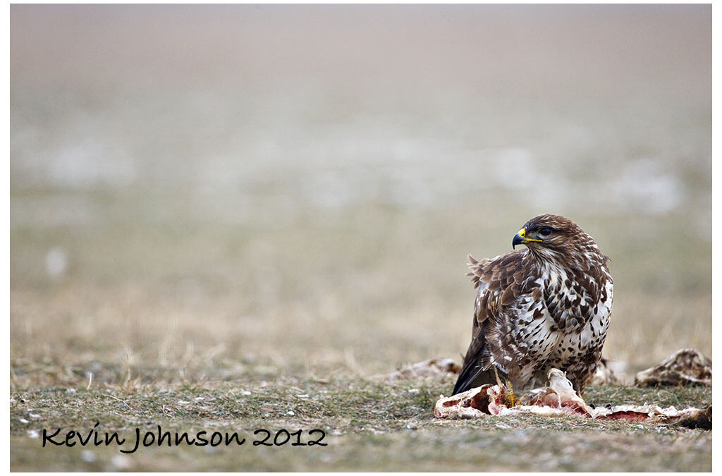 Hungarian Photo Safari
