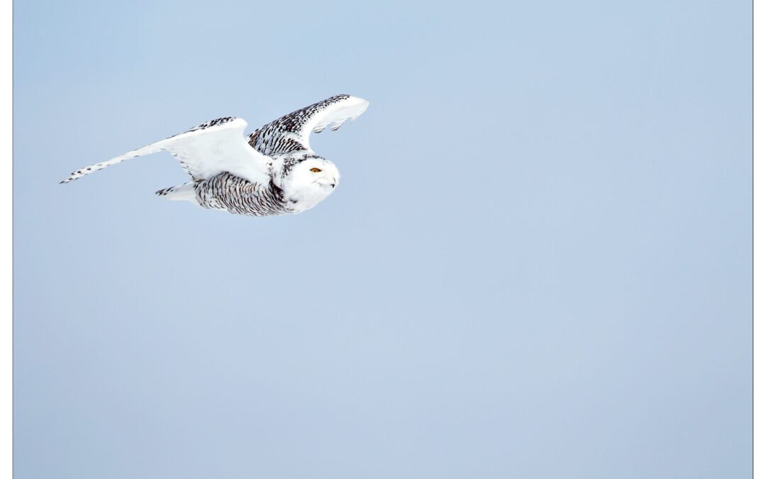 Snowy Owl in Finland