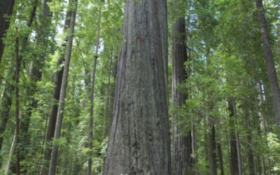 The West Coast – Highway 101