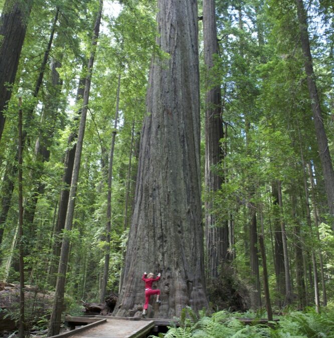 The West Coast – Highway 101